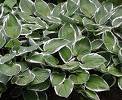 Hosta Francee